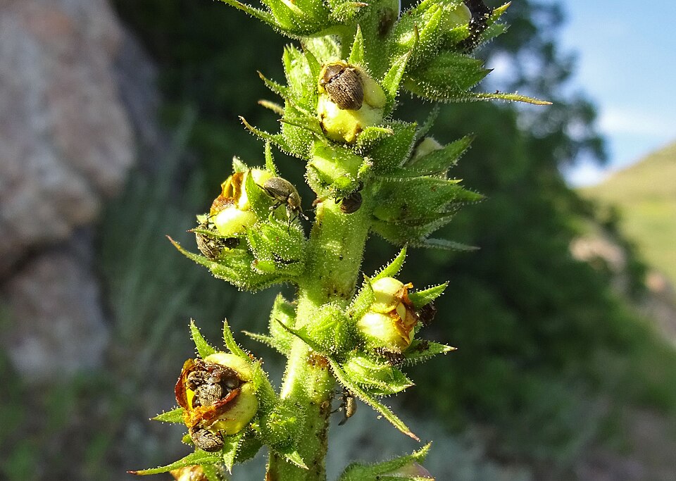 Wand Mullein photo 4