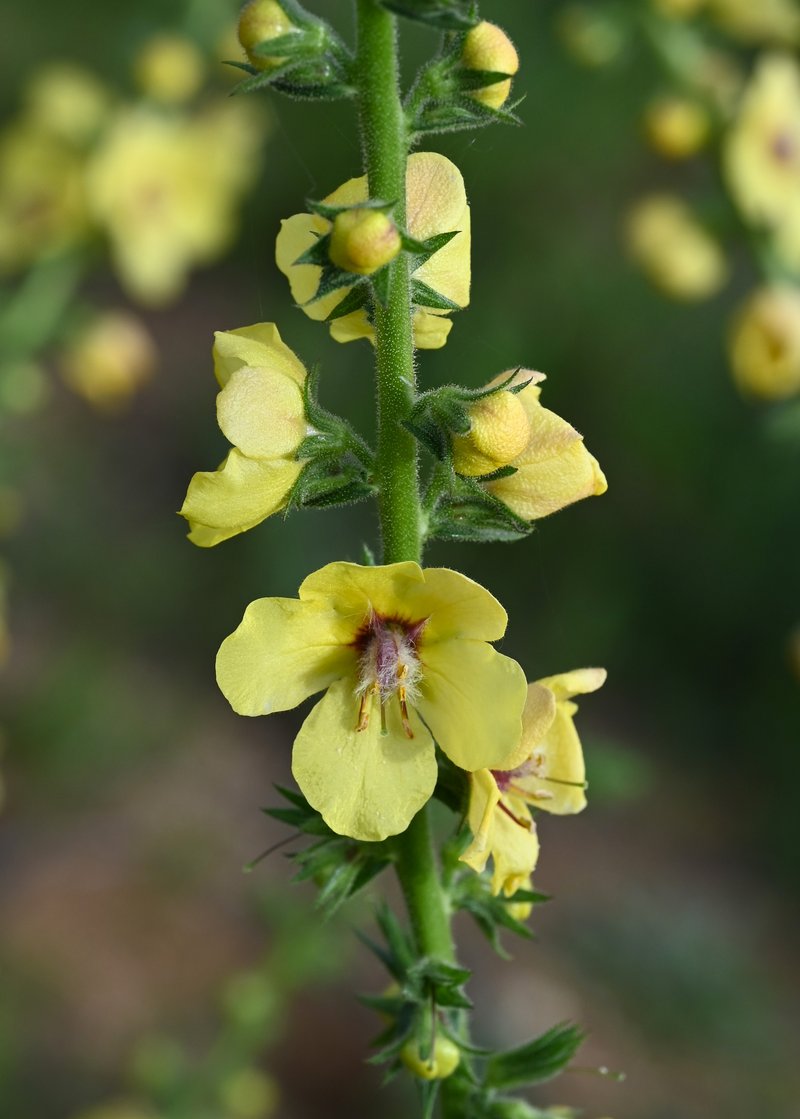 Wand Mullein photo 5