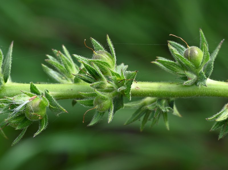 Wand Mullein photo 6