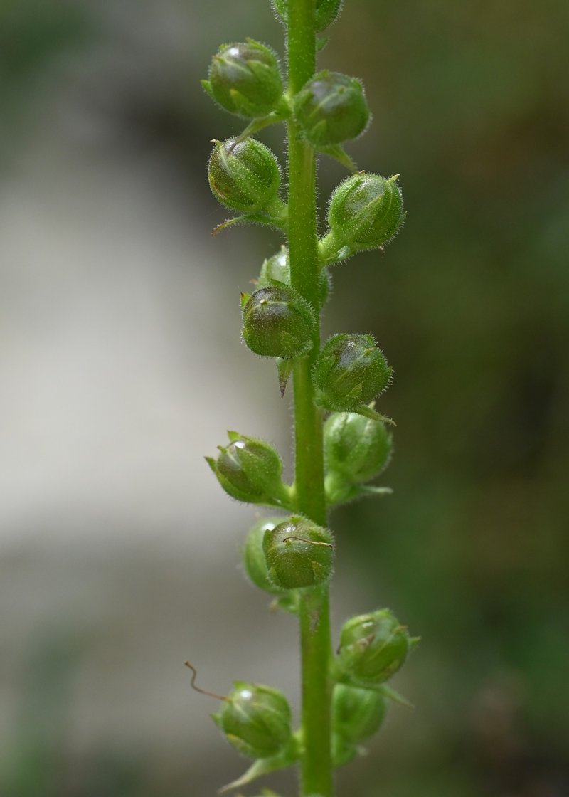 Wand Mullein photo 7
