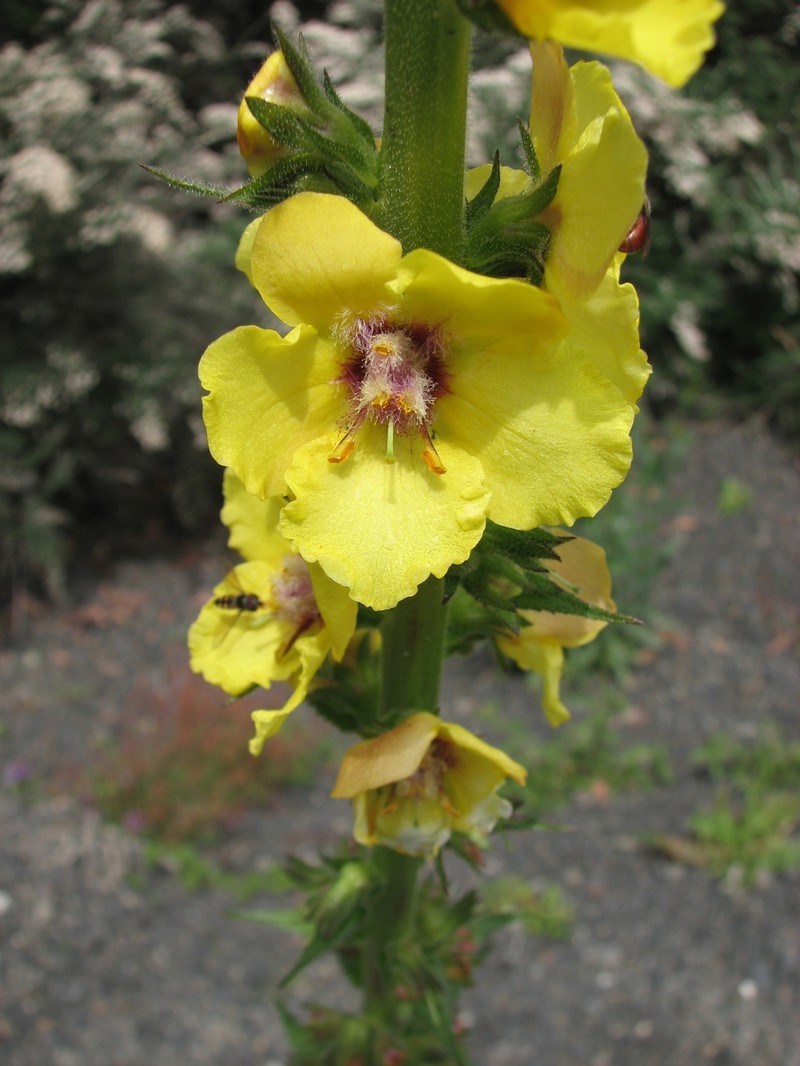 Wand Mullein