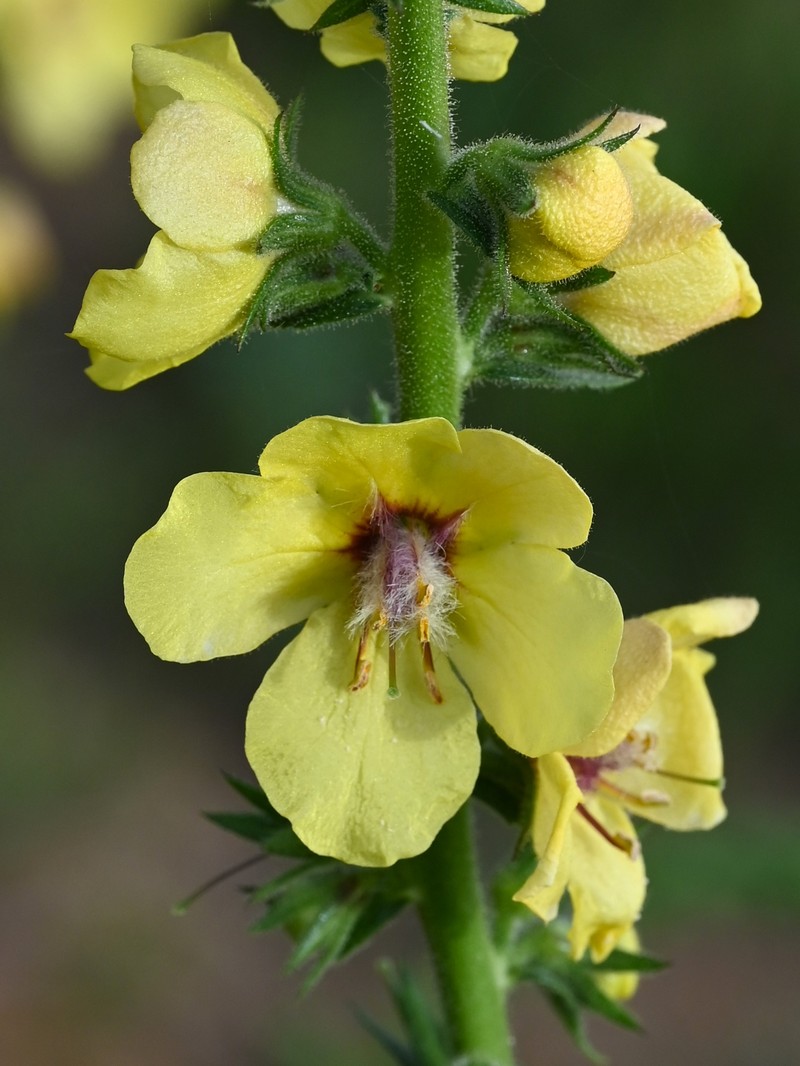 Wand Mullein photo 2