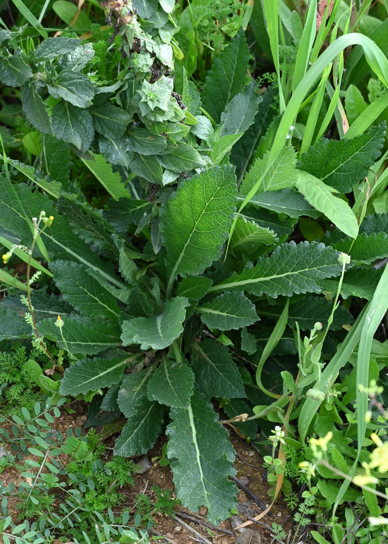 Wand Mullein photo 3