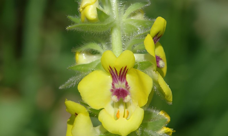 Verbascum zerdust