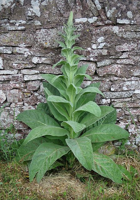 Mullein