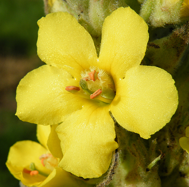 Mullein photo 2