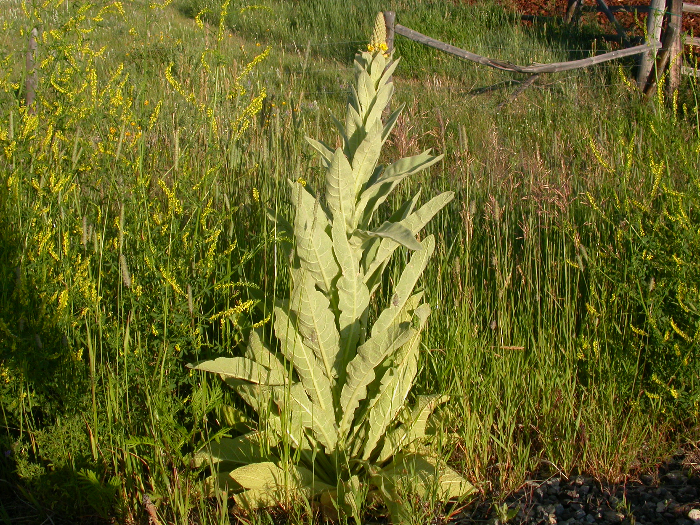 Mullein photo 3