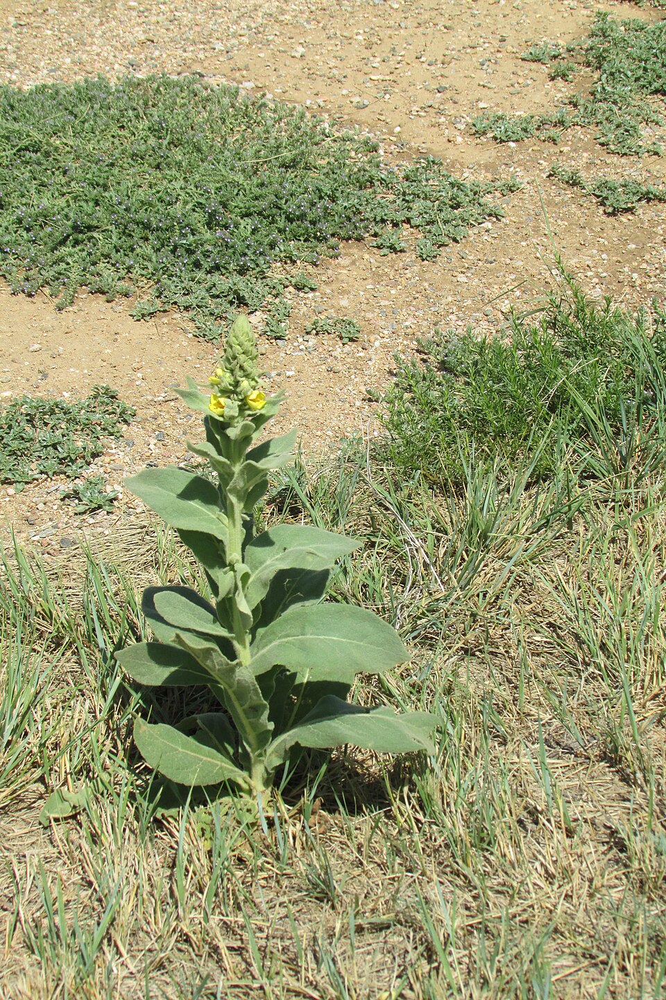 Mullein photo 4