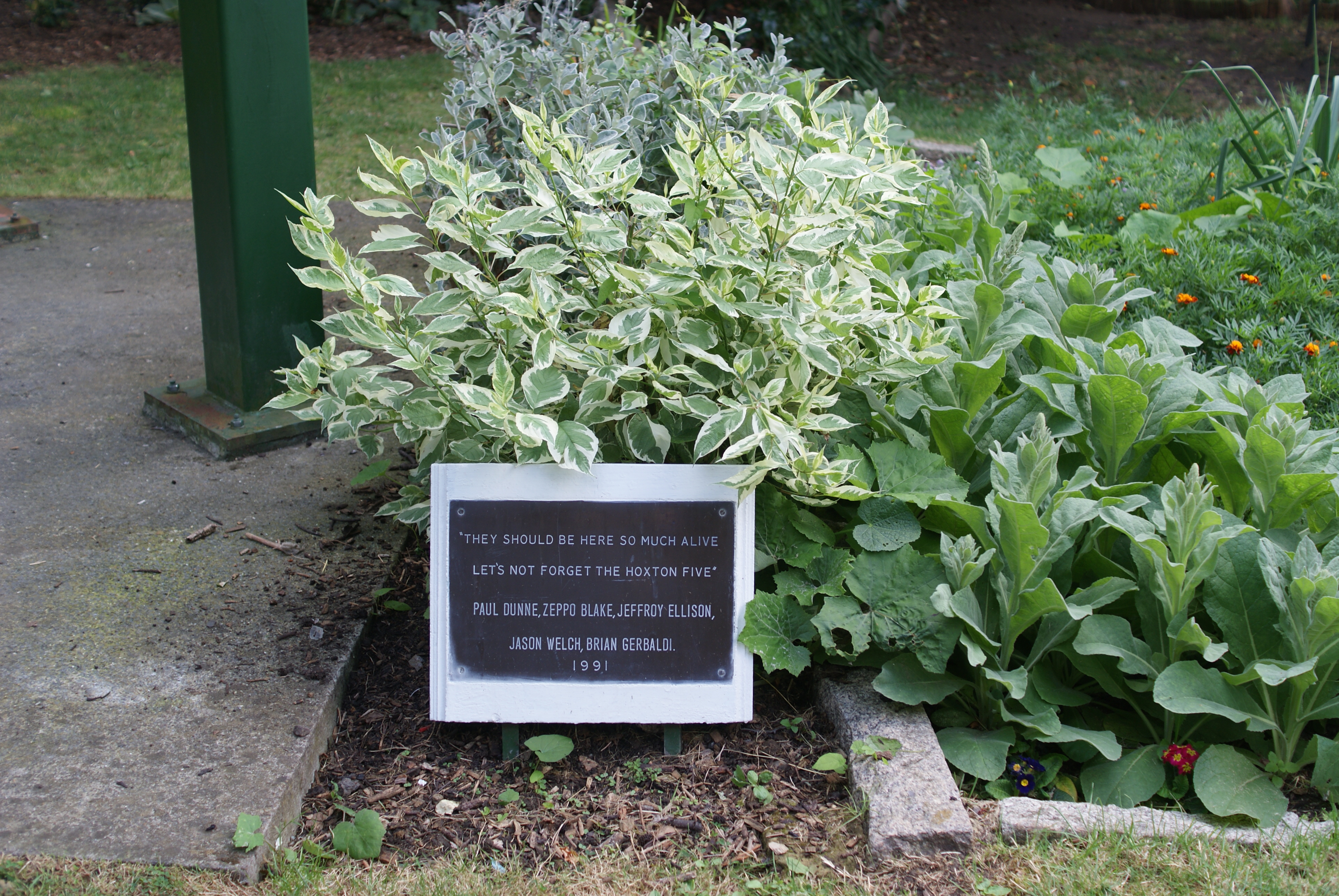 Mullein photo 5