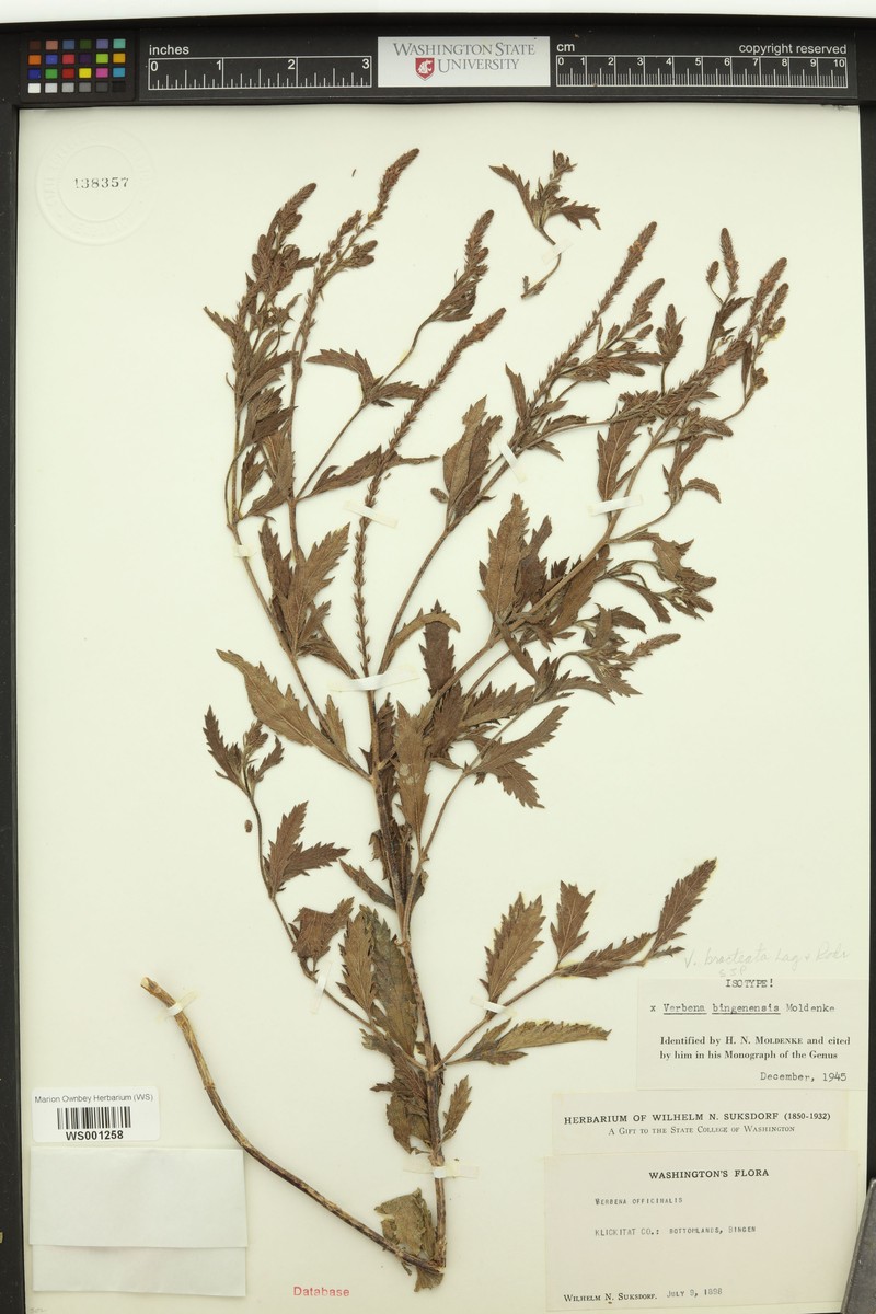 Vervain