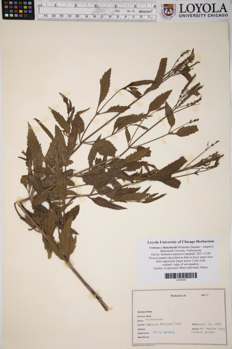 Vervain