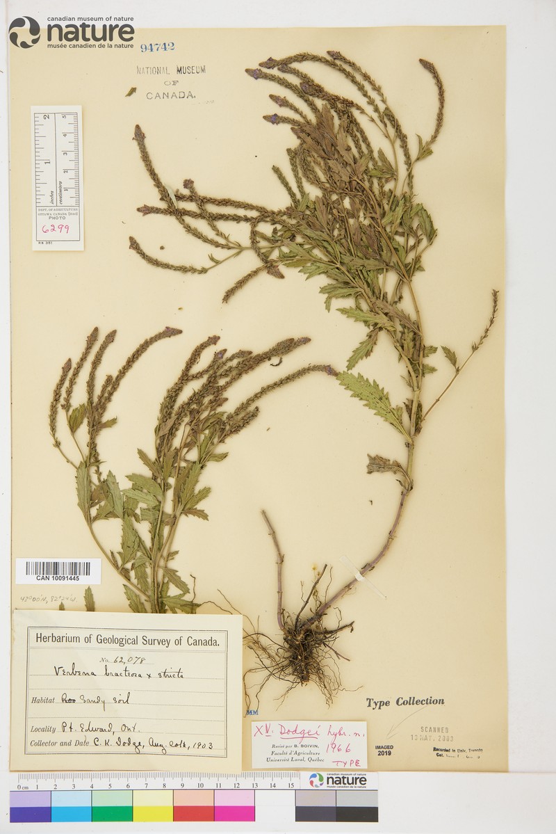 Vervain