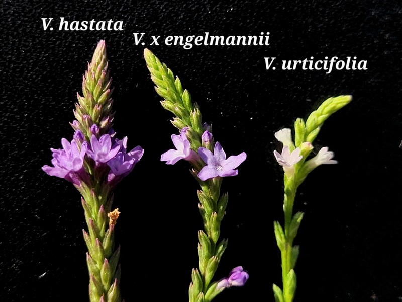 Verbena × engelmannii photo 4