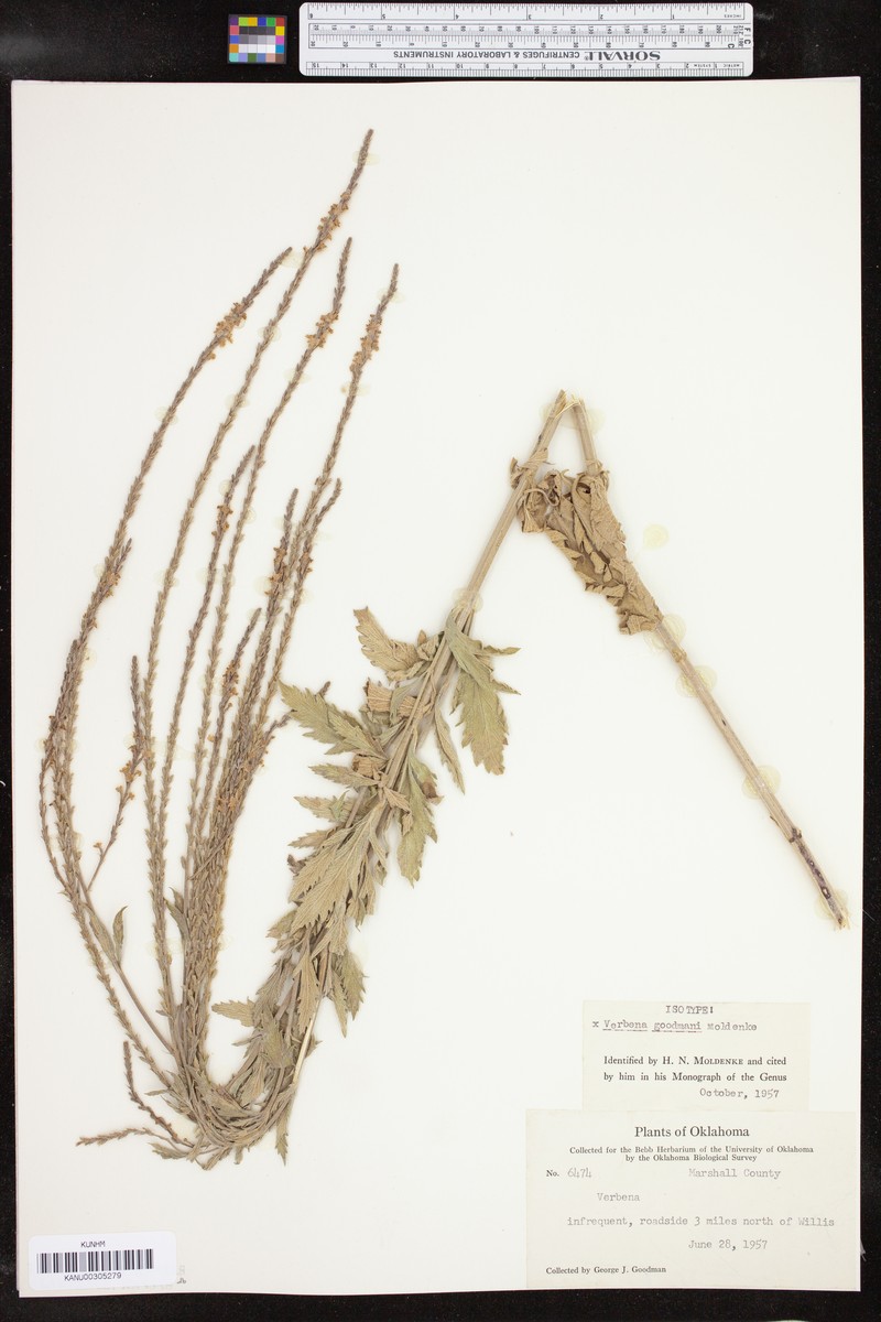 Vervain