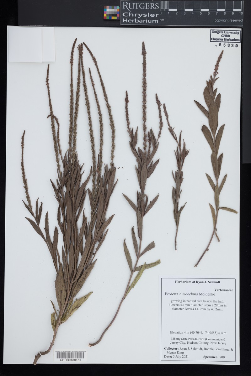 Vervain