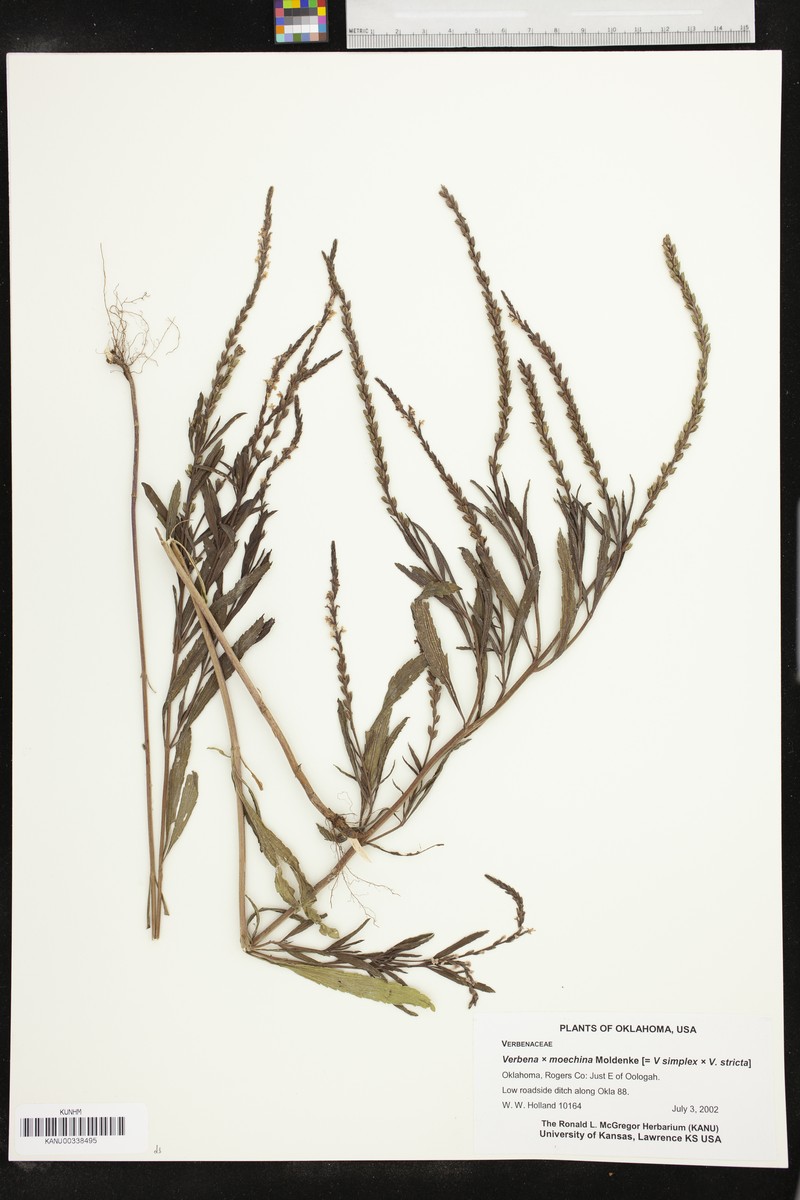 Vervain photo 2