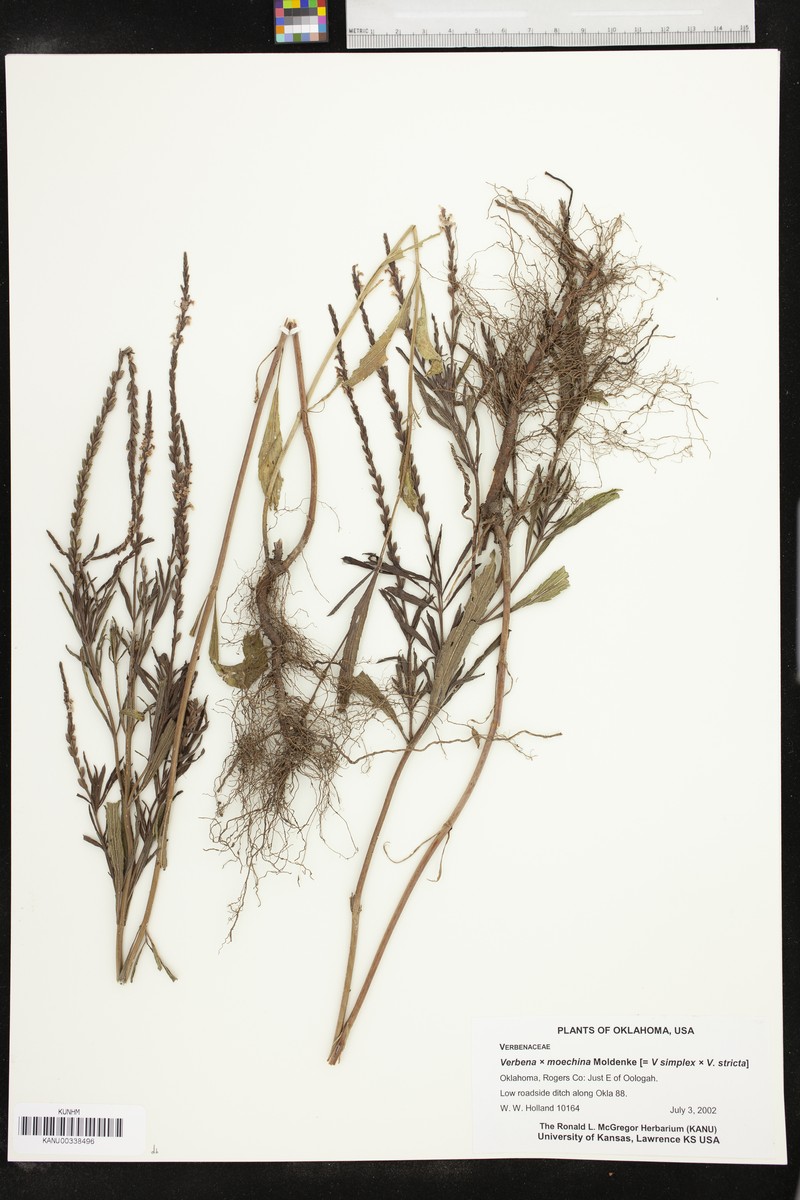 Vervain photo 3