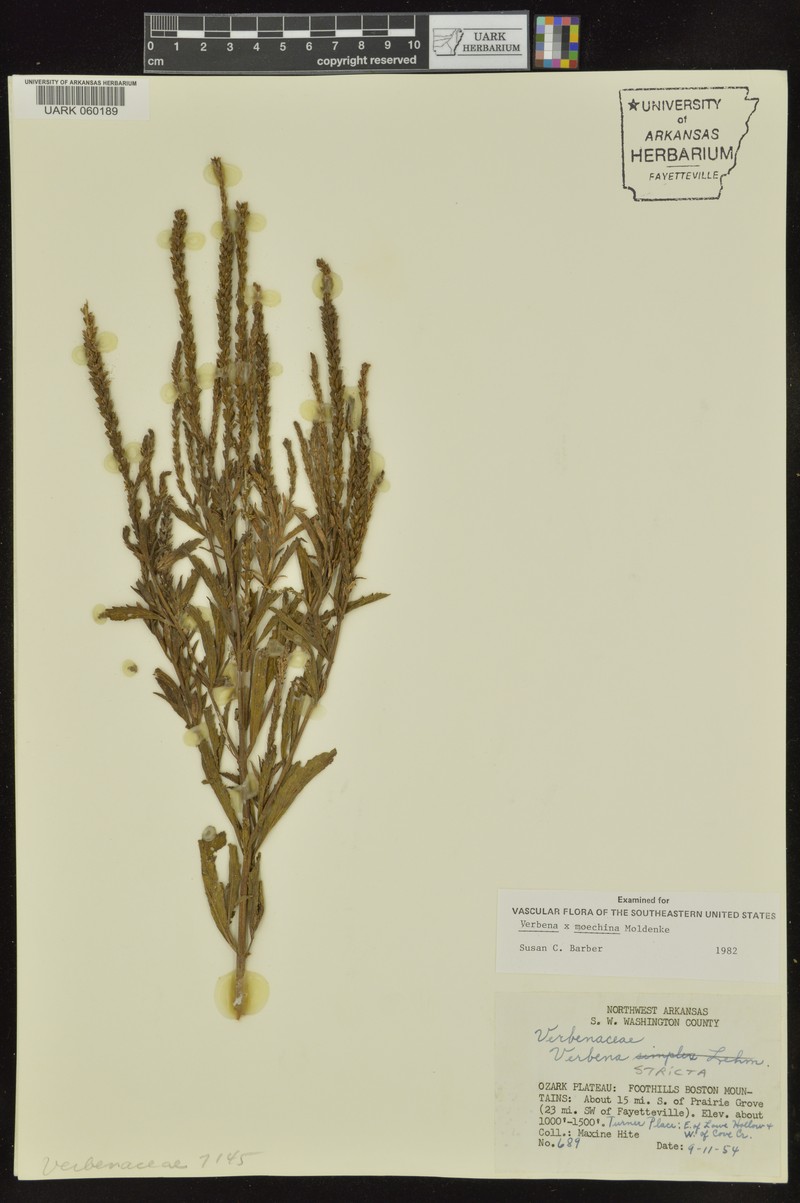 Vervain photo 4