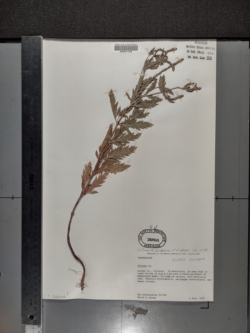 Vervain