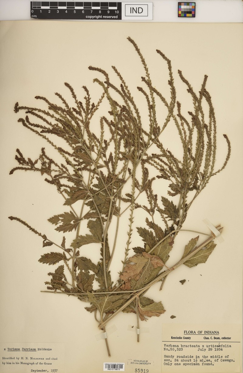 Vervain photo 2