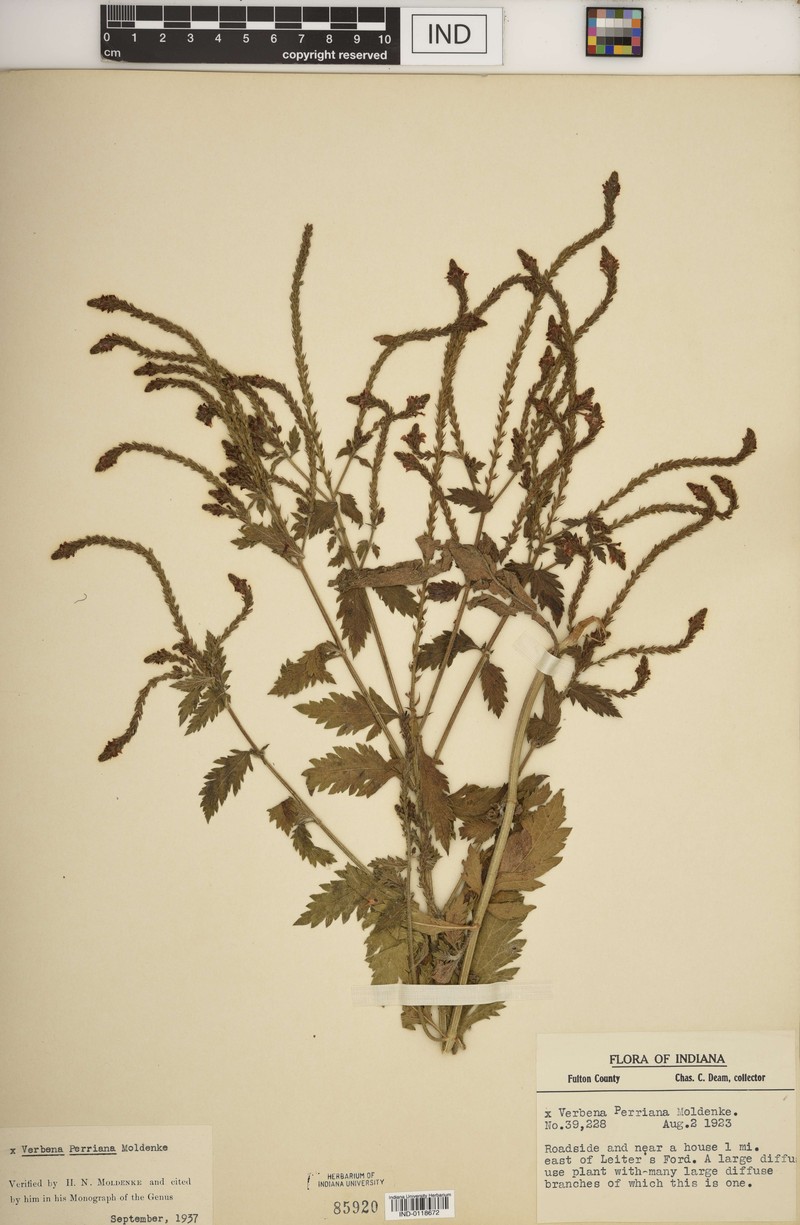 Vervain photo 3