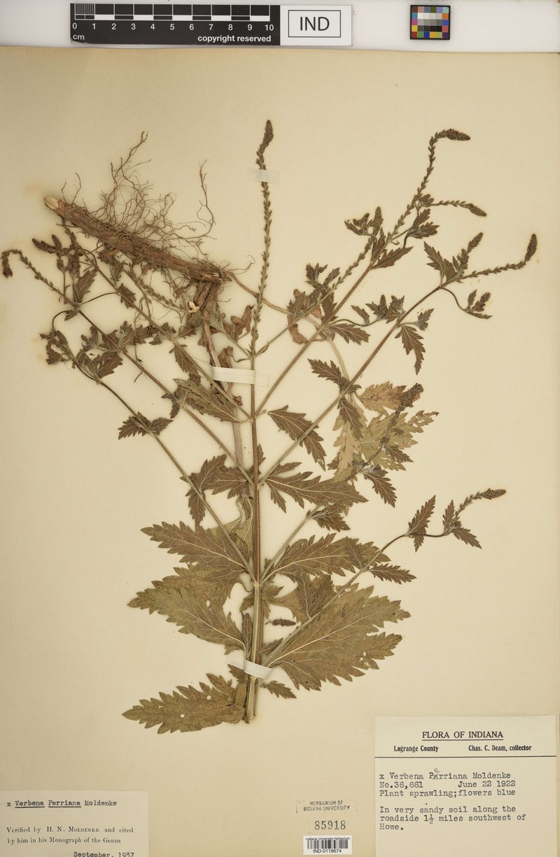 Vervain photo 4