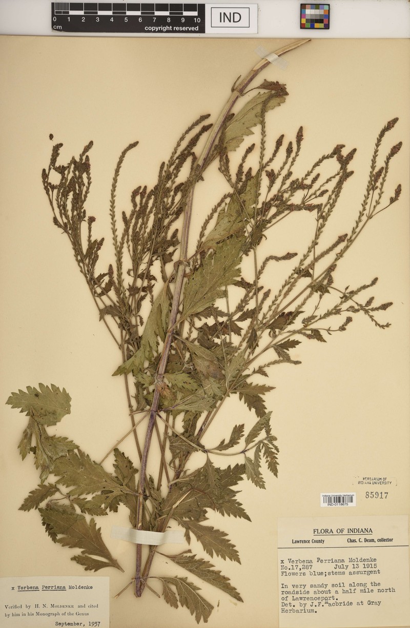 Vervain photo 5