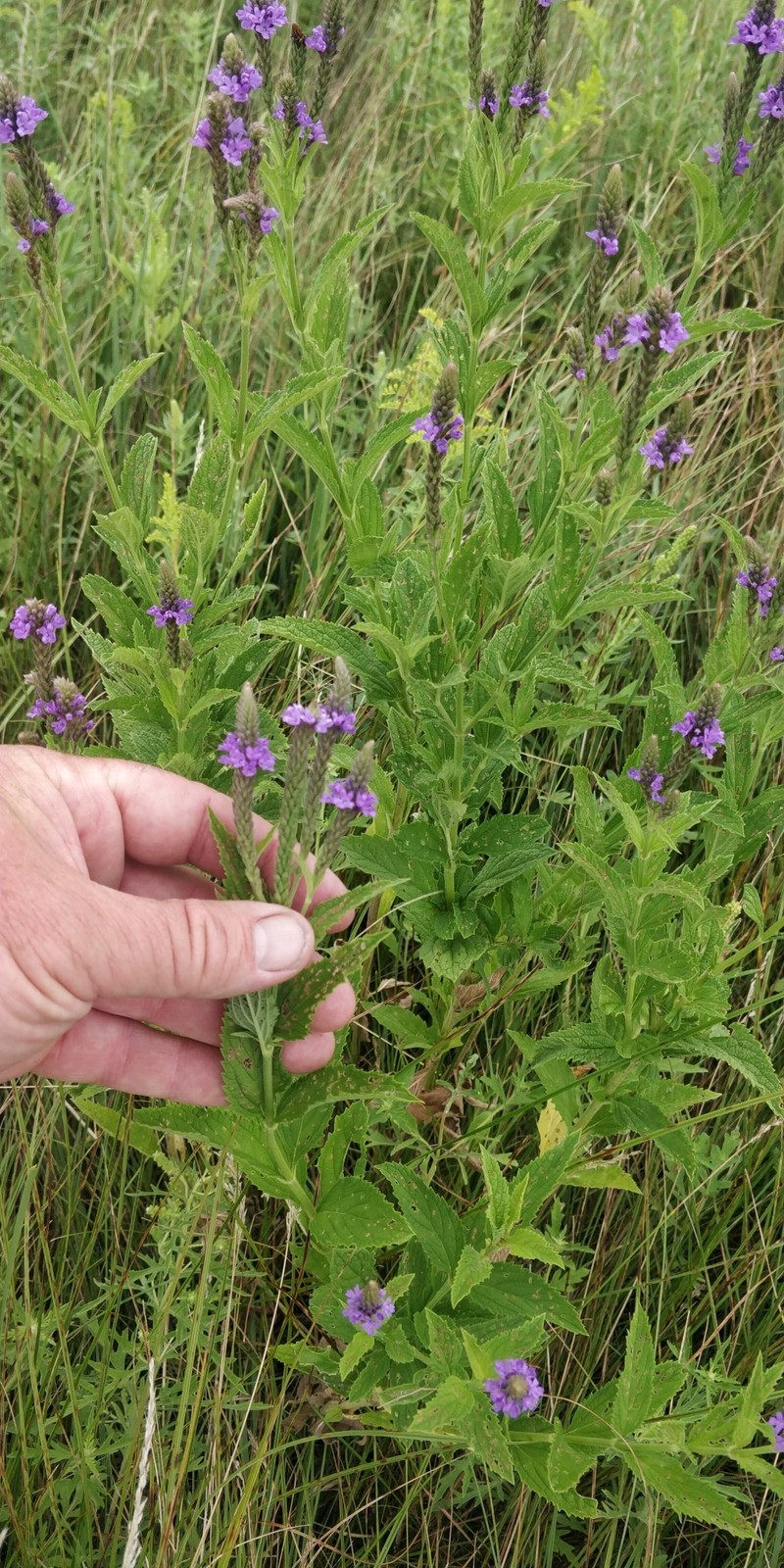Vervain