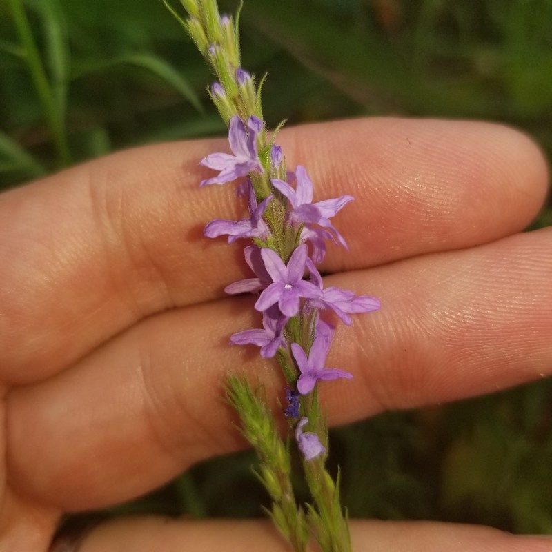 Vervain photo 2