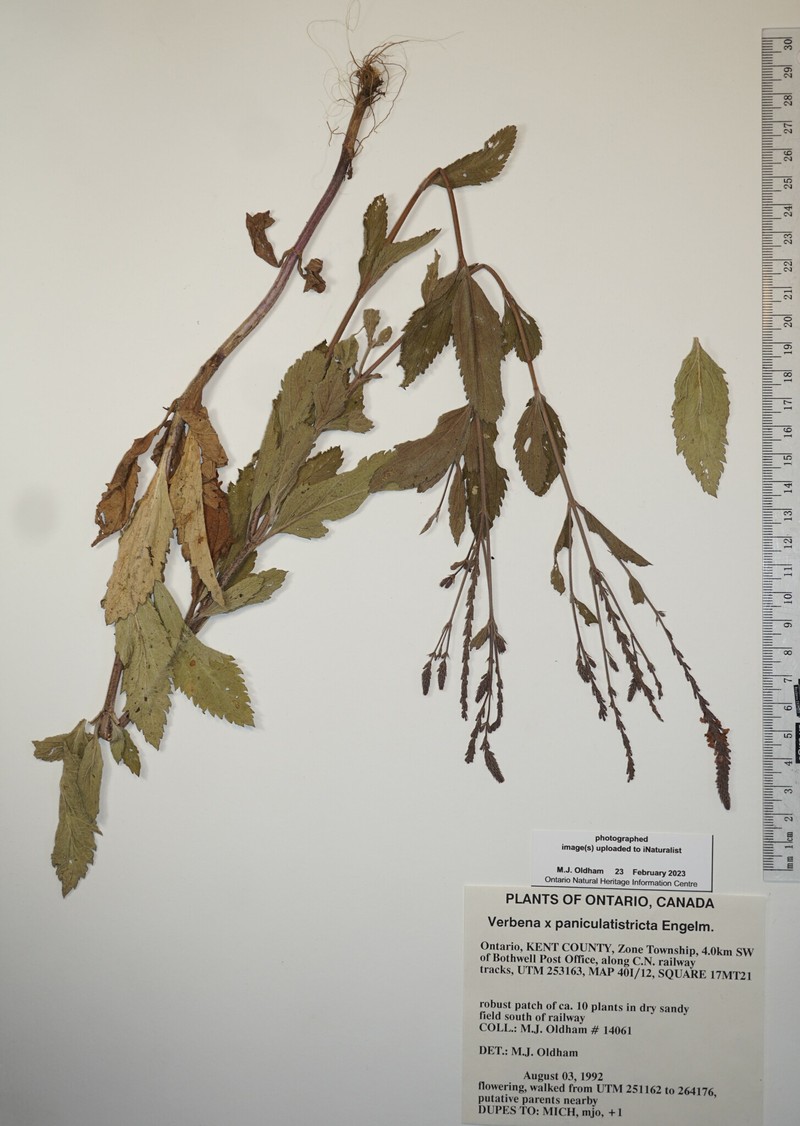 Vervain photo 3