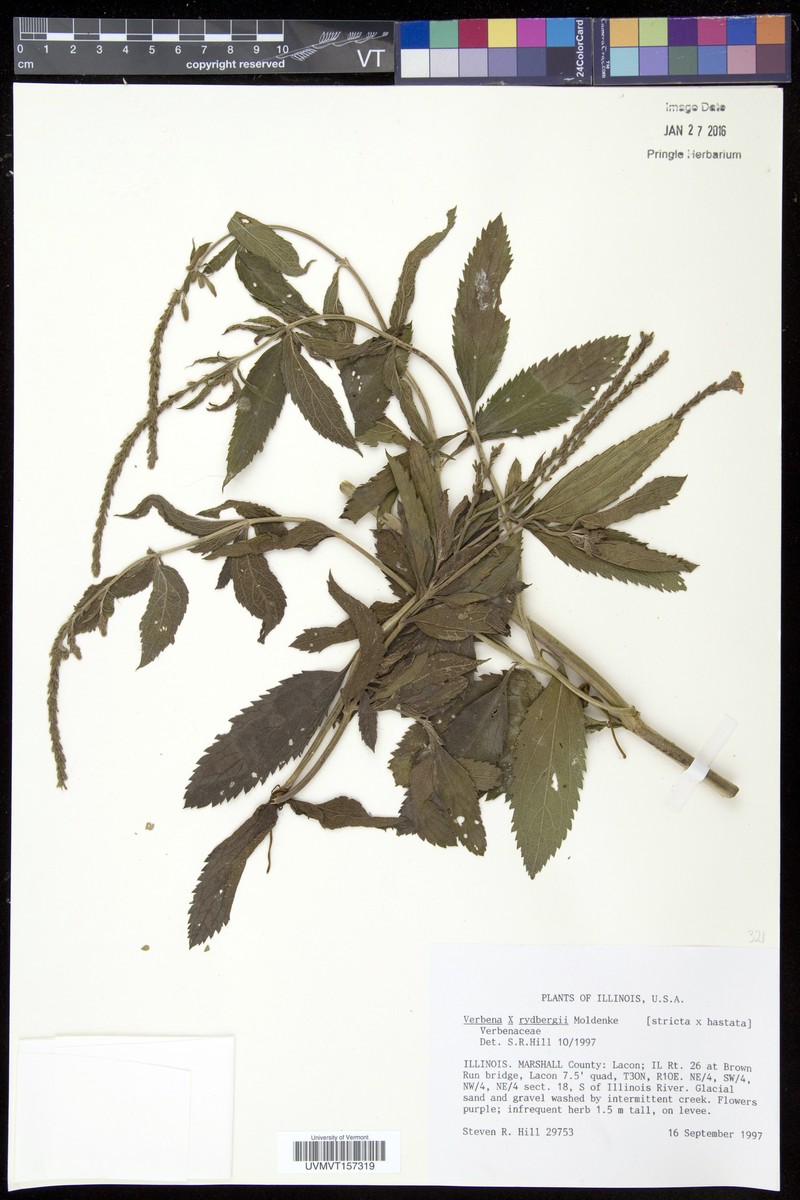 Vervain photo 4