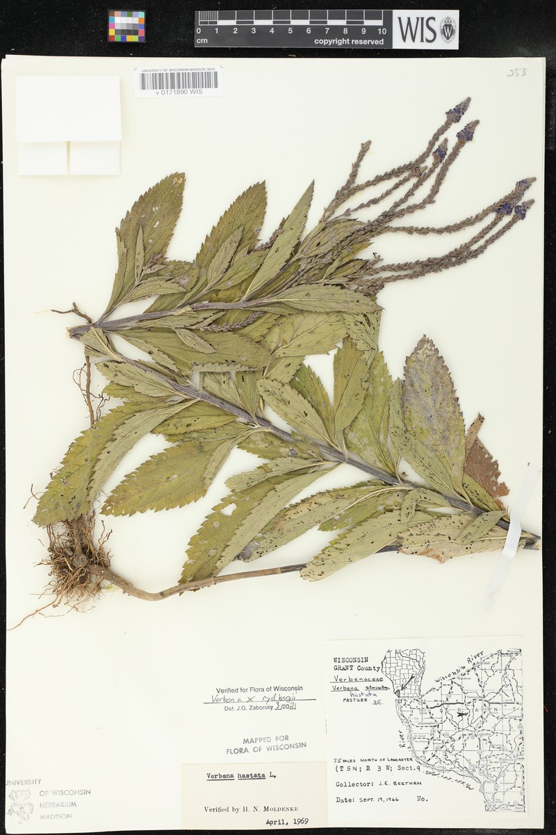 Vervain photo 5