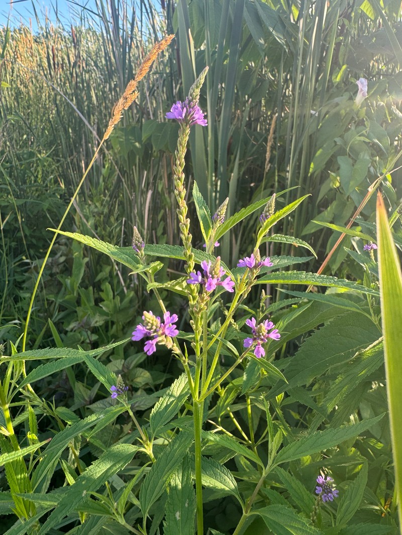 Vervain