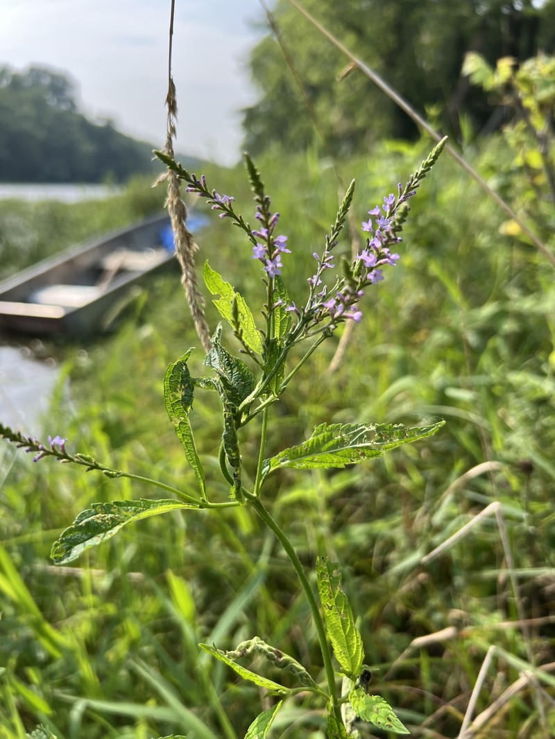 Vervain photo 2