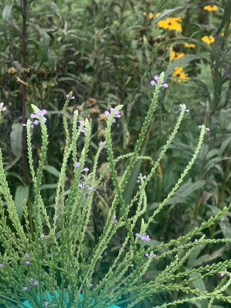 Vervain photo 3