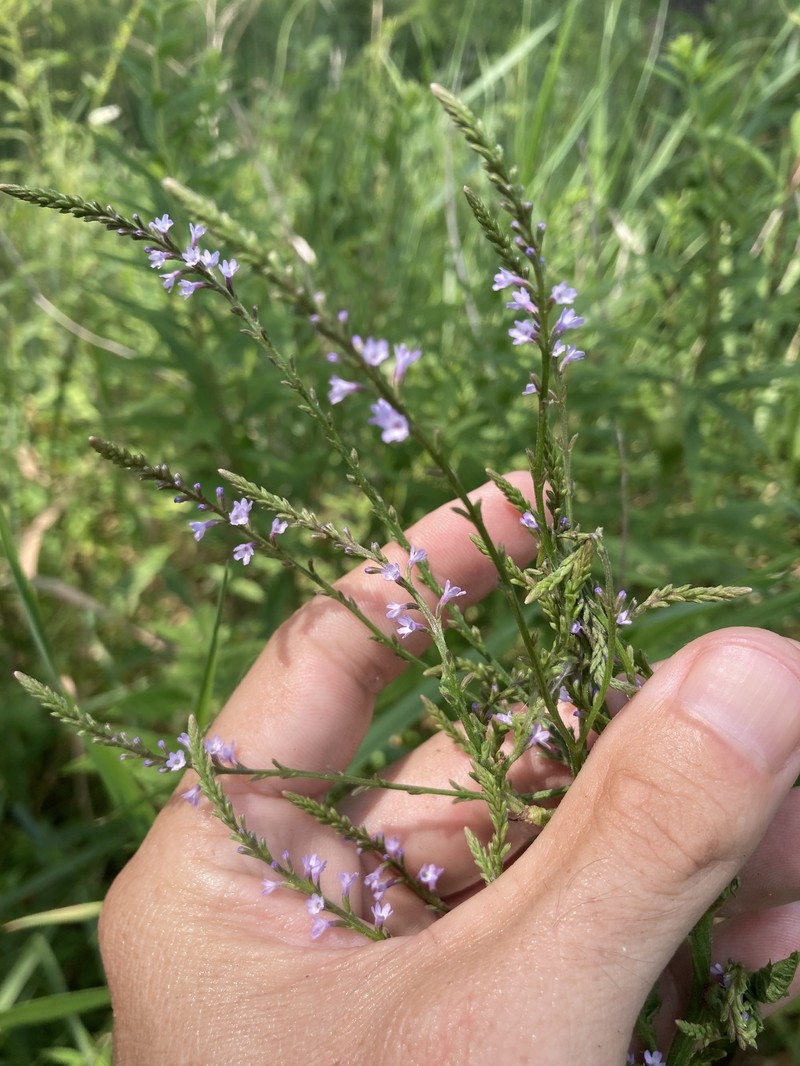 Vervain photo 5