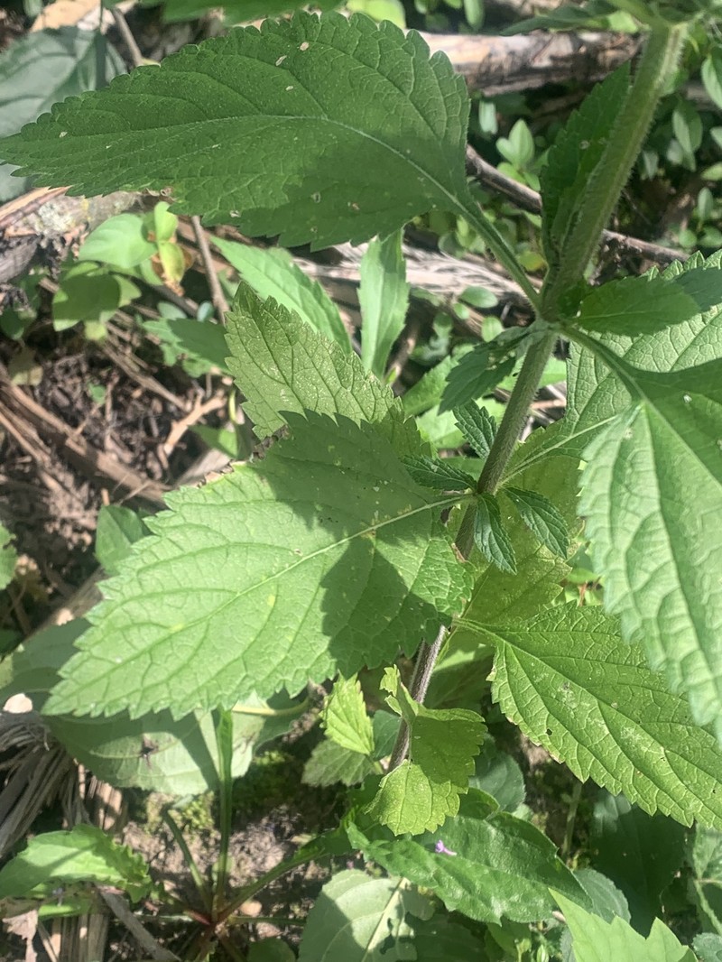 Vervain photo 6