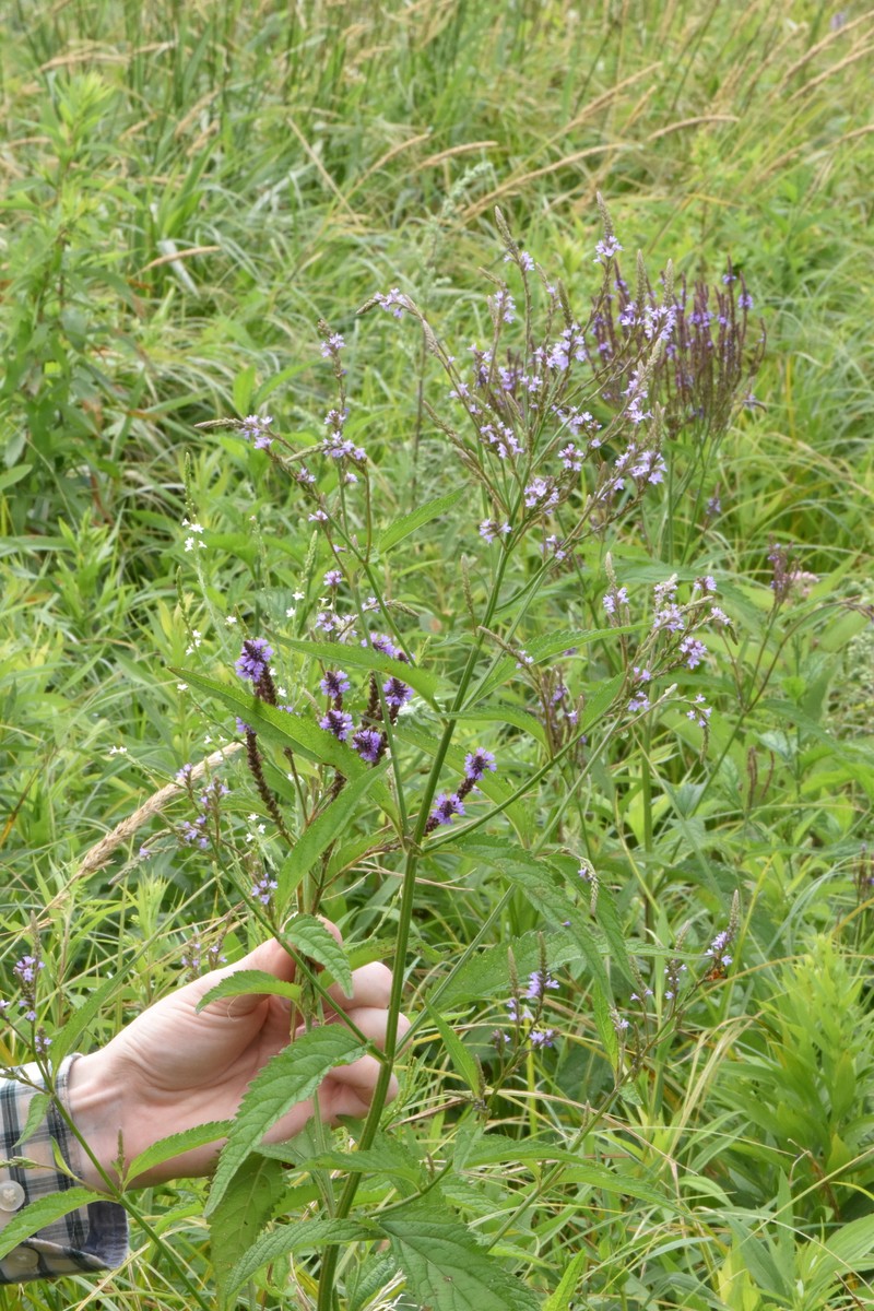 Vervain photo 7
