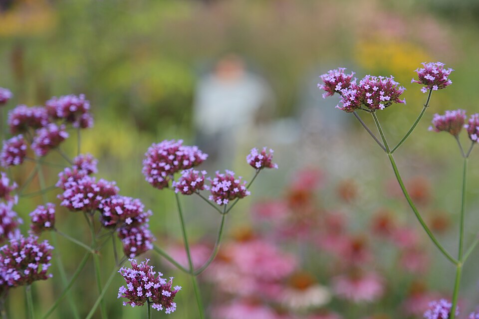 Purpletop Vervain photo 4