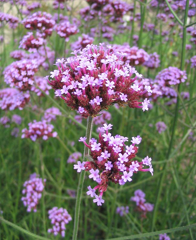 Purpletop Vervain photo 5