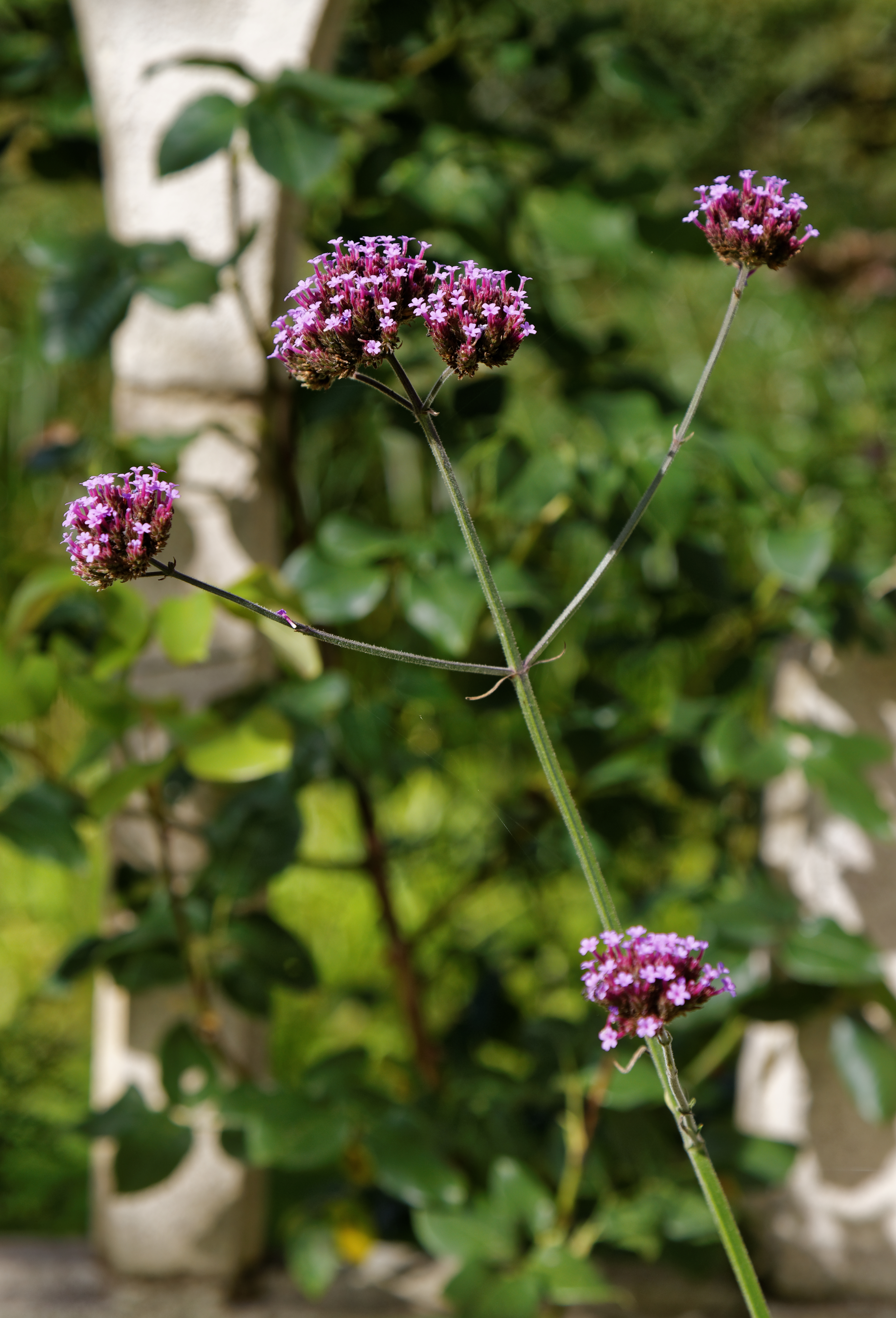 Purpletop Vervain photo 6