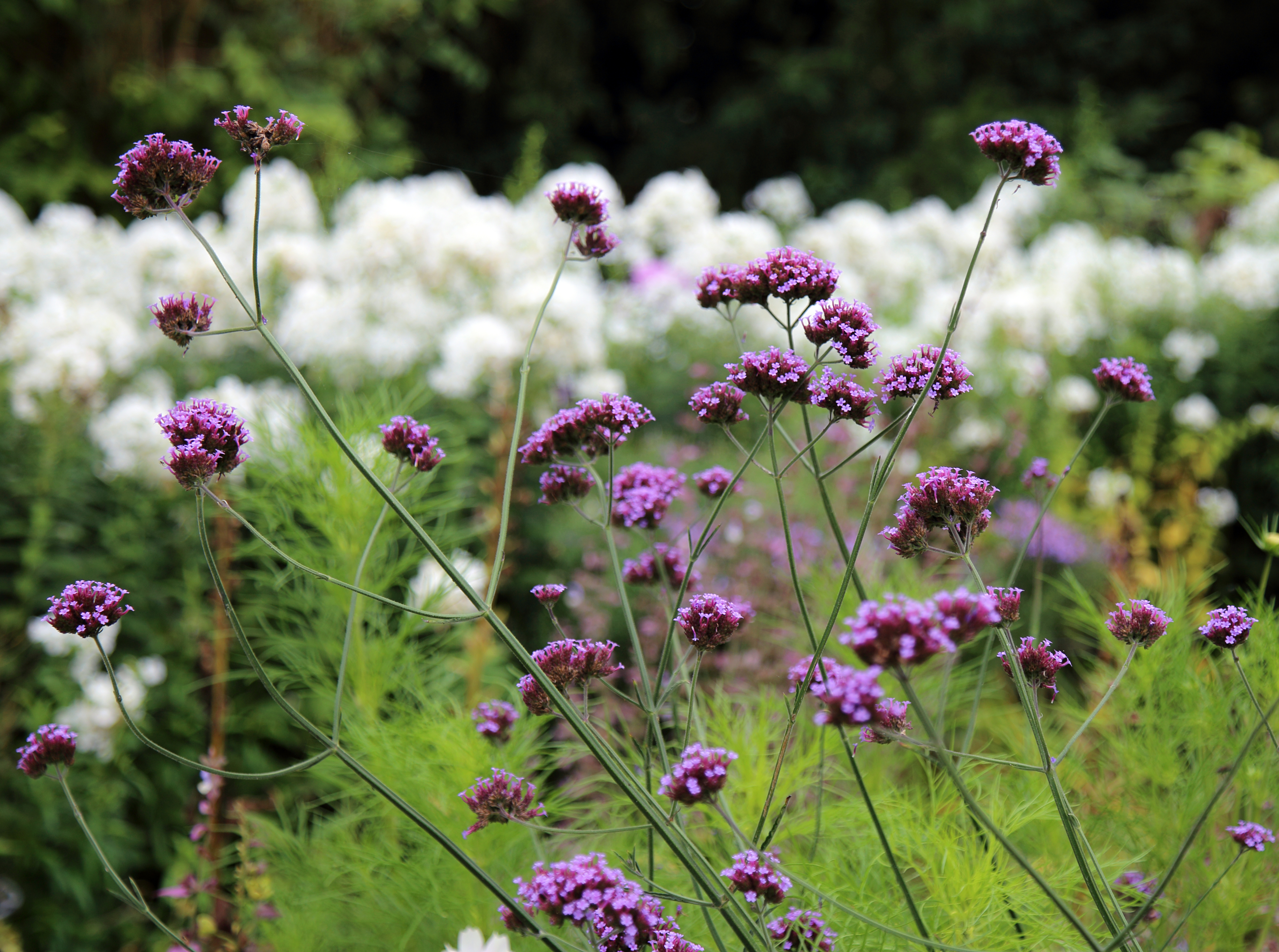 Purpletop Vervain photo 7