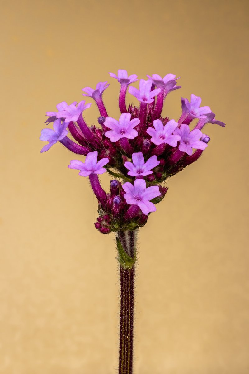 Purpletop Vervain photo 8
