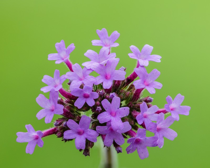 Purpletop Vervain photo 2