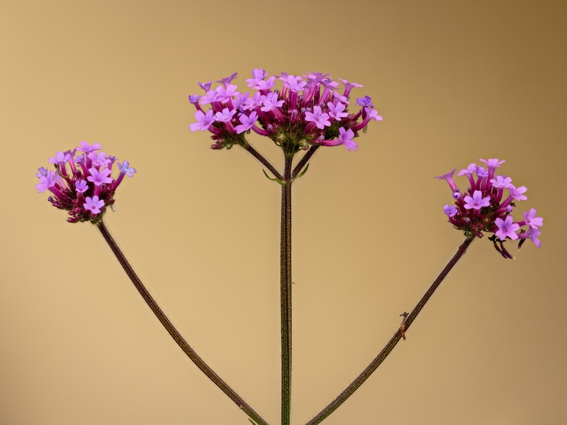 Purpletop Vervain photo 3