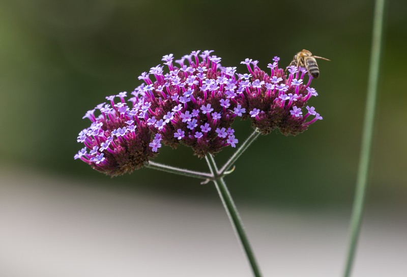 Purpletop Vervain