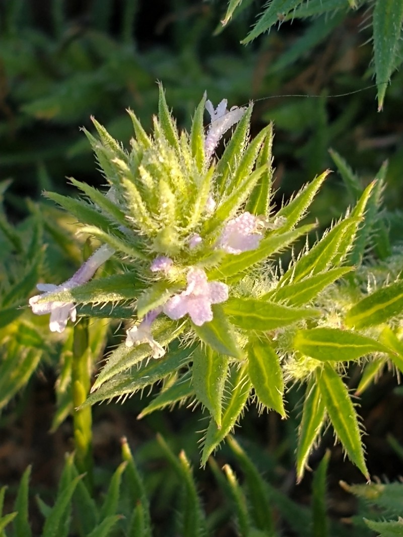 Bigbract Verbena photo 4