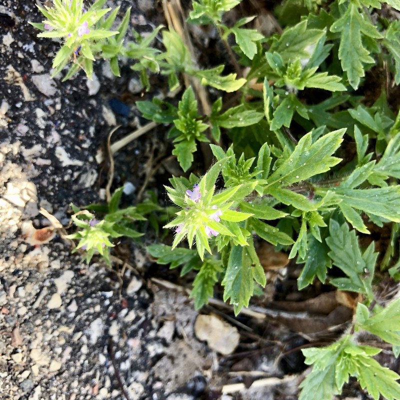Bigbract Verbena photo 7