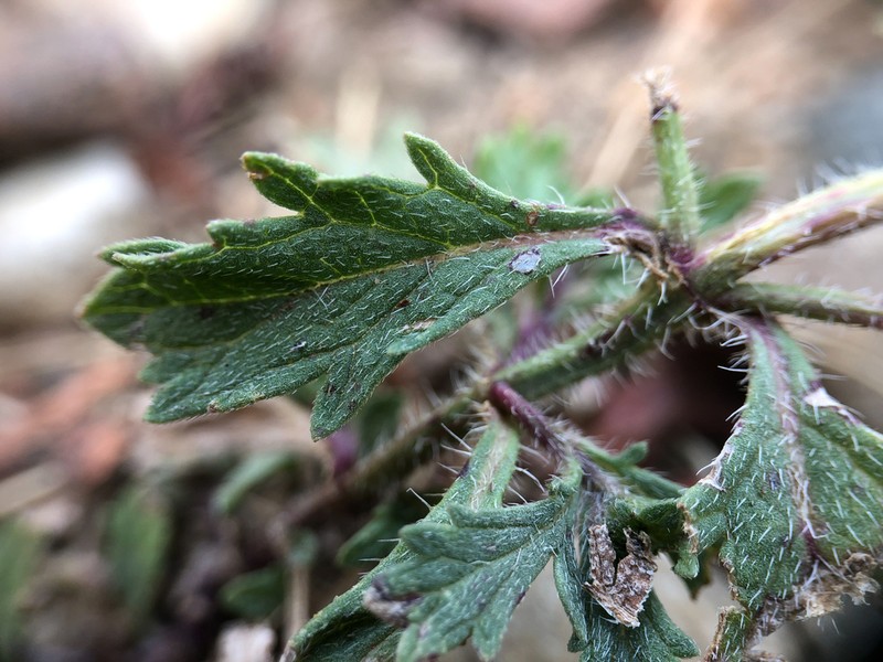 Bigbract Verbena photo 8