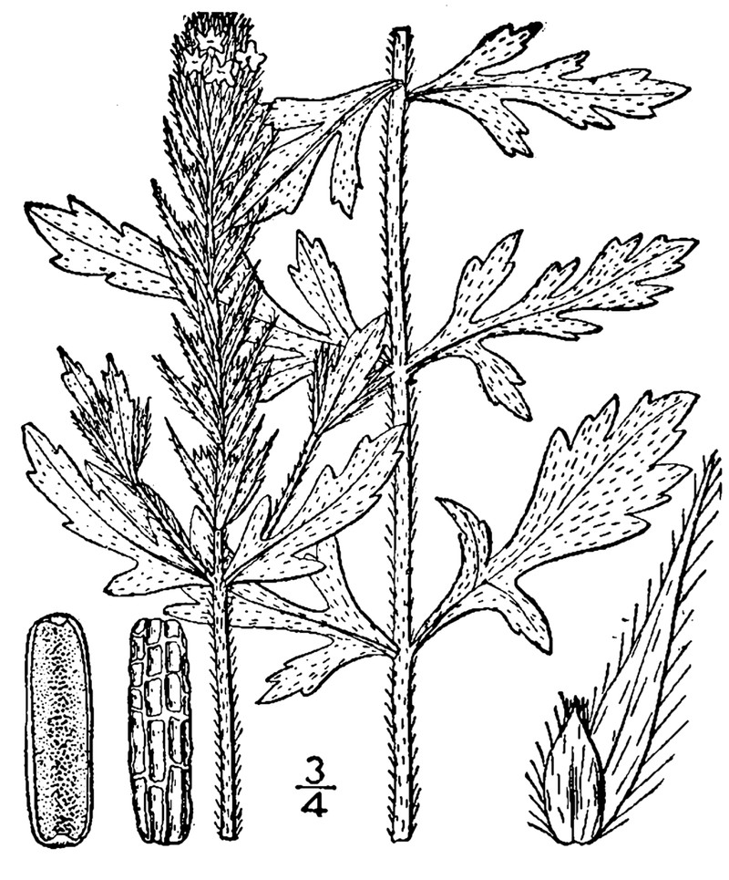 Bigbract Verbena photo 2